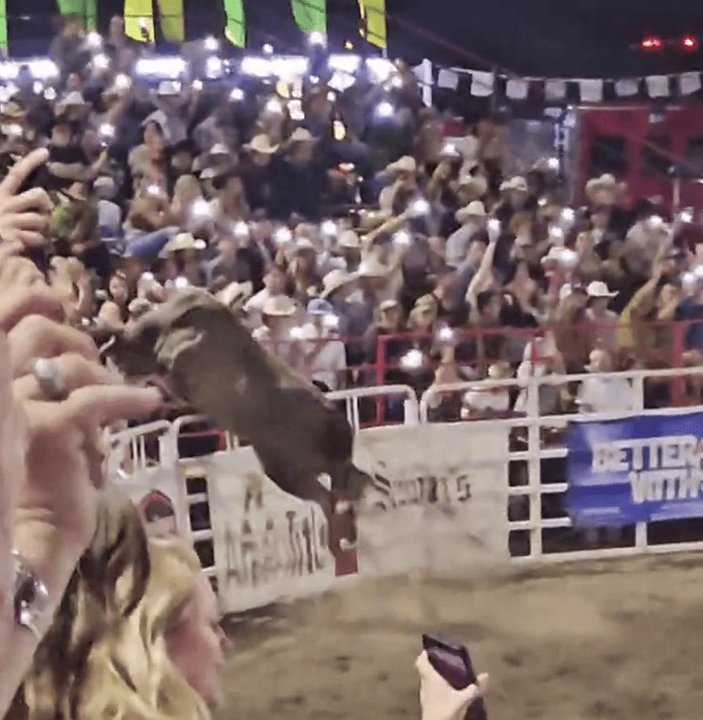 4 fans were injured after a bull charged into the crowd at an Oregon rodeo 240610-bull-rodeo-nwsletter-36b443