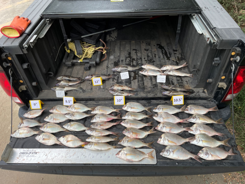 Undersized and over the limit fish in the bed of a truck