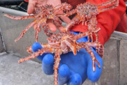 Two hands, one in a blue glove and orange sleeve, holding up three small red king crab