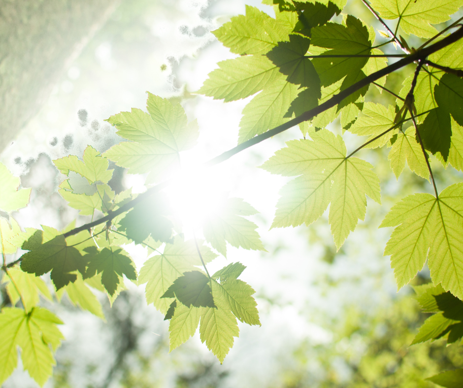 Tree branch with leaves and sunlight peering through