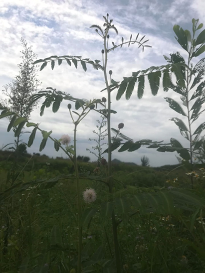 image011