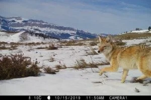 Researchers from the University of New Hampshire used data from over 4500 camera traps to study coyotes across different habitats and found that hunting did not reduce populations but instead led to an increase in coyote numbers, perhaps due to reproduction and immigration rates.