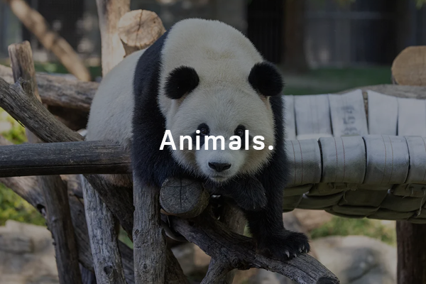 The National Zoo’s Giant Pandas Are Finally Making Their Public Debut