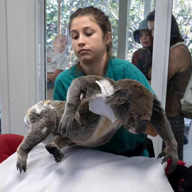 A nurse in green scrubs holds an anesthetized koala above a medical table in a wildlife hospital.