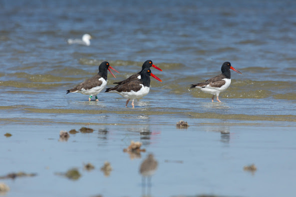 American oystercatcher small flock