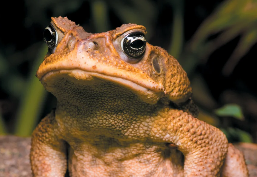 A toxic invasive cane toad