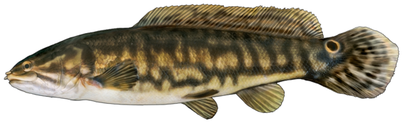 graphic of bowfin