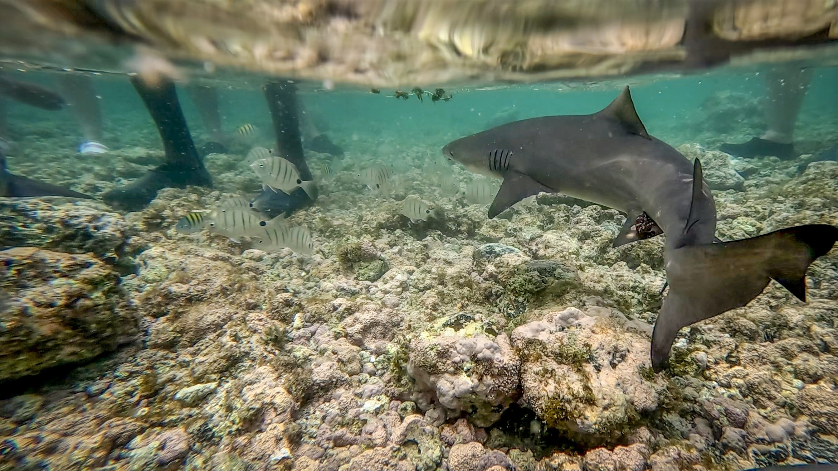 Un baño entre tiburones en Shark Bay.