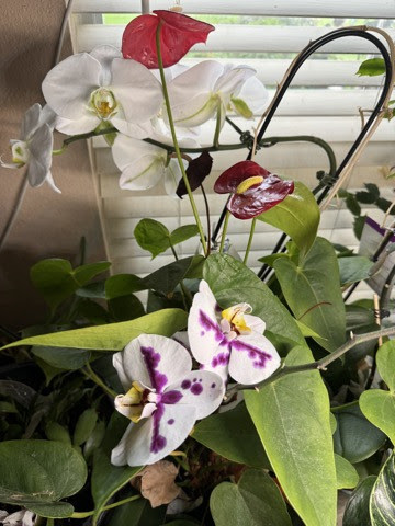 My-Orchids-Anthurium