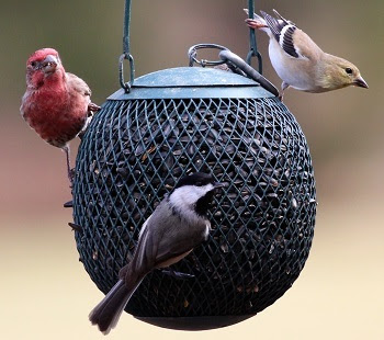 a red house finch, American goldfinch and black-capped chickadee perched on a hanging, spherical, mesh seed feeder