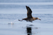 Black-footed albatross; Photo from Adobe Stock.