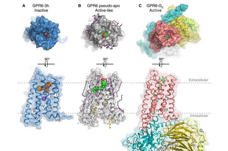 Receptor structure reveals novel drug design opportunities for Parkinson's disease