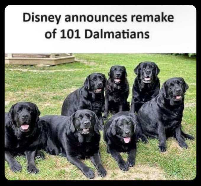 Picture of black labrador dogs.