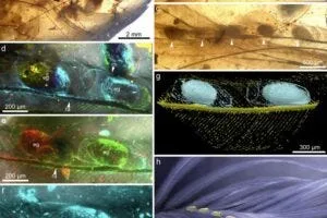 Figure 1. Fossilized nits of chewing lice, tightly affixed to feathers of an enantiornithine bird, entombed in mid-Cretaceous amber from northern Myanmar. (a) Isolated barbs and regularly arranged louse nits attached to two barbs of the same type. (b) Enlargement of six louse nits (indicated with black arrows). (c) Enlargement of five louse nits (indicated with white arrows). (d) and (e), Enlargement of louse nits. (f) Details of a nit, showing the placement, attachment, and details of the chorion. (g) Enlargement of two louse nits, showing the attachments to ramus. (h) Ecological reconstruction of Cretaceous chewing lice of an enantiornithine bird. (a–c) Under normal reflected light. (d–f) Under confocal laser scanning microscopy. (g) Under X-ray micro-computed tomography. Abbreviations: ch, chorion; eg, egg; ra, ramus.