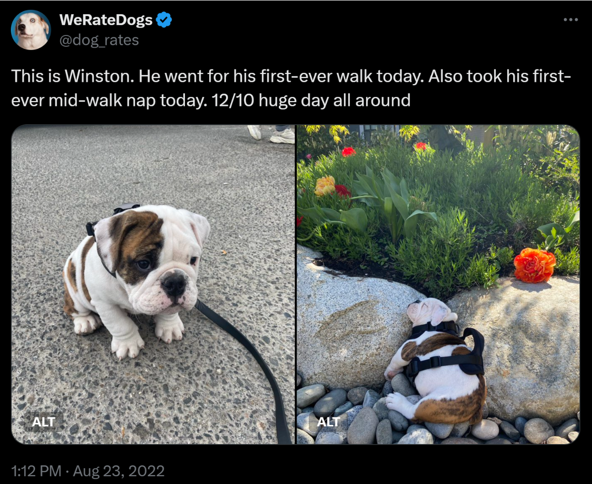 picture of young bulldog next to another picture of young bulldog asleep between some rocks.