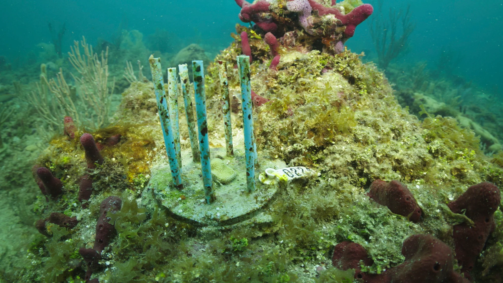 A photo of a ''Coral Fort,'' made of biodegradable drinking straws that researchers are using to prevent laboratory-grown coral from becoming really expensive fish food, off the coast of Fort Lauderdale, Fla.