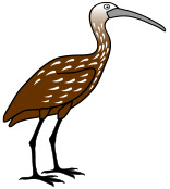 Limpkin