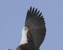 Image de Kurile Islands birds