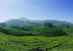 Vacation Zone Munnar_tea_garden2 Wonderful Kerala Vacation  