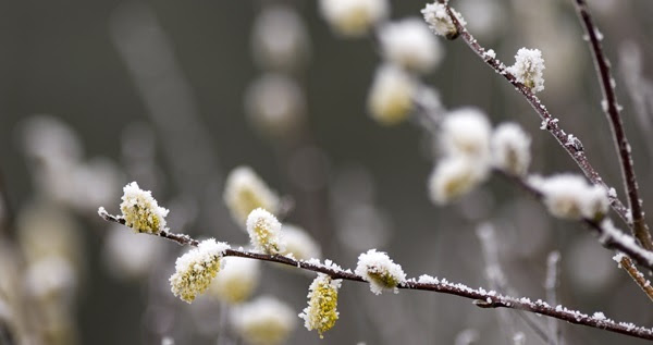 close-up of thin, brown tree branches with puffy tan buds dusted with frost