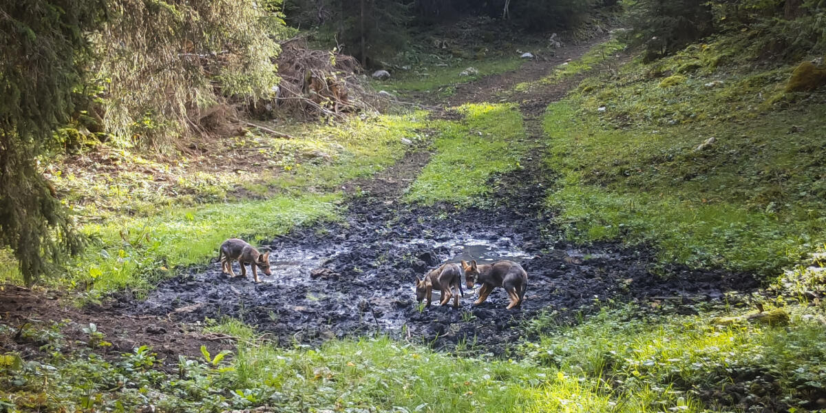 Louveteaux 2023. Loups du Mont Tendre. Capture-écran d'une vidéo animalière de Julien Regamey.