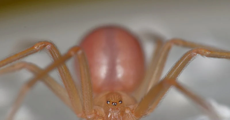 Loxosceles rufescens, araña violinista del Mediterráneo