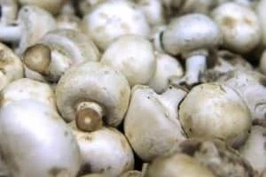 white button mushrooms