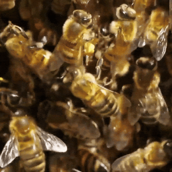 A close-up of bees filling the frame and moving. 