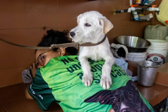 Migración forzada y falta de políticas públicas inciden en aumento del abandono animal en Caracas