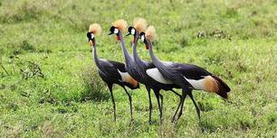 crested-cranes-in-Serengeti-BY-Filip-Lachowski_0 (1)