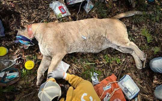 Florida panther sedated for collaring