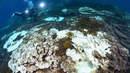 Crise climatique : le blanchissement des coraux, symptôme inquiétant des températures record des océans