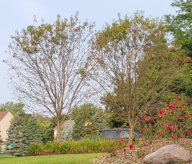 Crabapple trees show leaf loss in the lower canopy. 