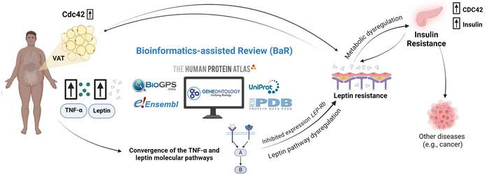 Leptin Signaling and Its Relationship with Obesity-induced Insulin Resistance