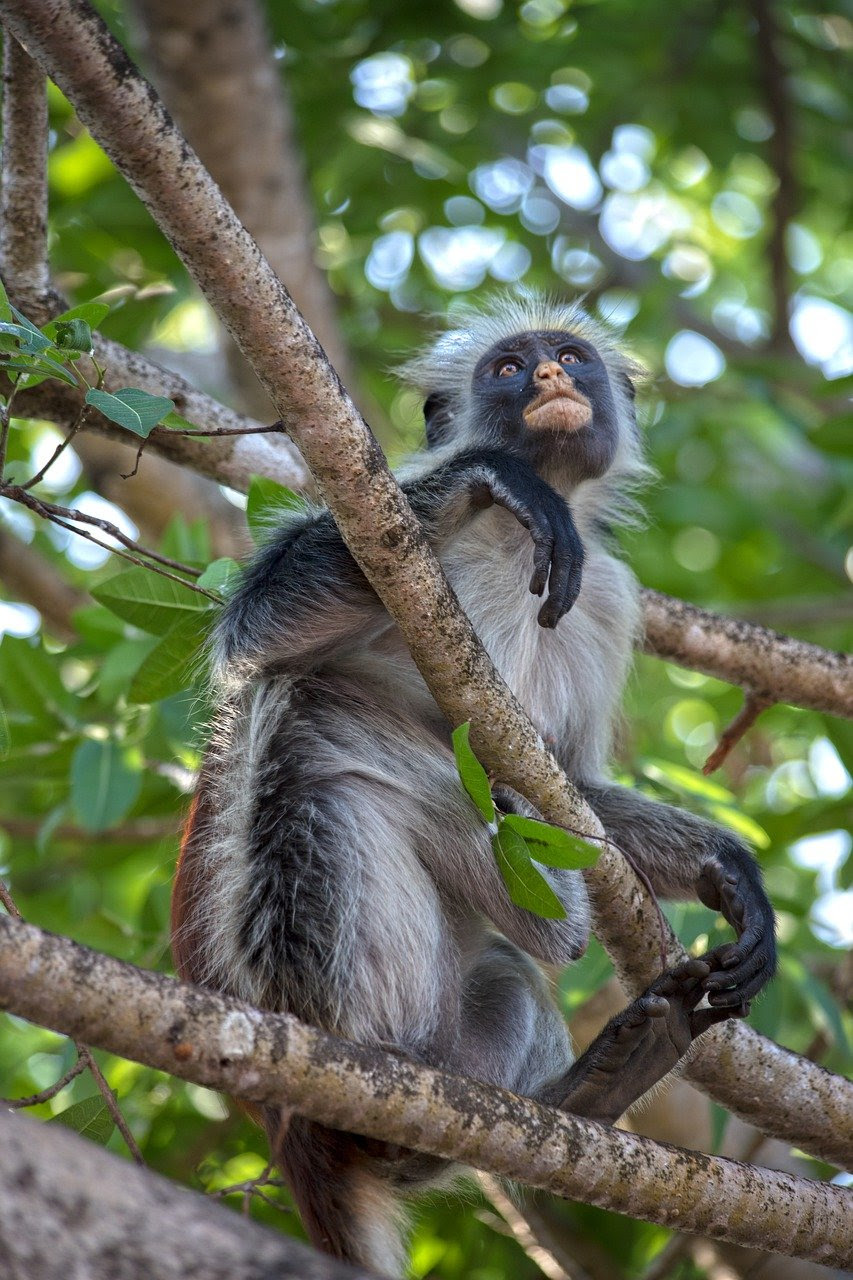 Red Colobus