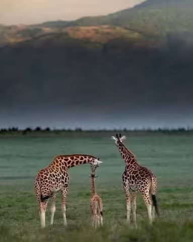Giraffe-Family-3