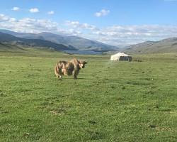 Image de Hangai mountains in Mongolia