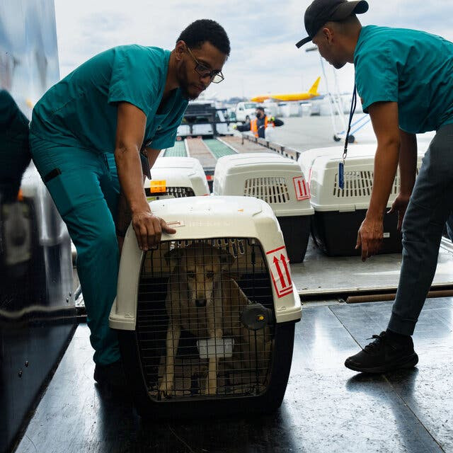 Two men wearing turquoise shirts bend over near a series of animal crates, one of which has a small white dog in it.