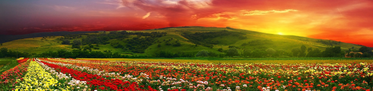 Decorative sunset banner.