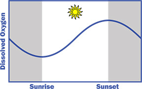 Daily lake oxygen cycle