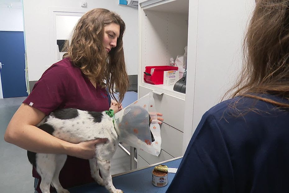 Ouvert toute la nuit et le week-end, un nouveau centre d'urgences vétérinaires s'installe près de Grenoble