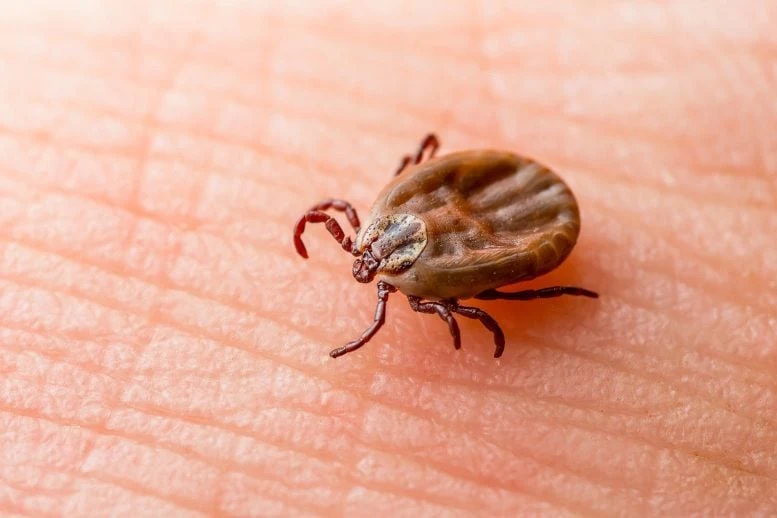 Lyme Disease Tick on Skin