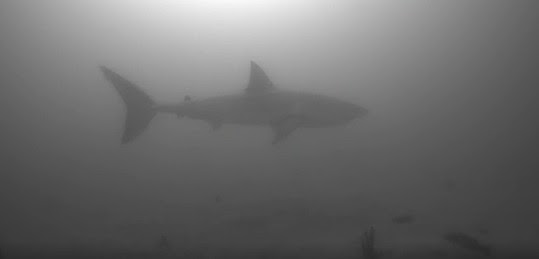 White shark under water