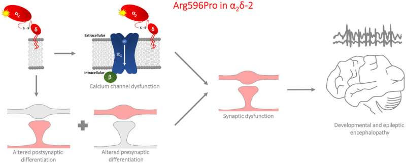 Study links rare genetic mutation to severe neurological disorder