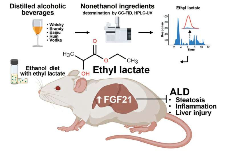 Researchers identify small molecule ethyl lactate in ameliorating liver injury and alcohol-associated liver disease