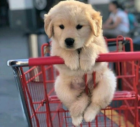 Dog-Shopping-Cart