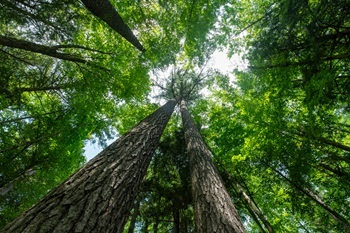 Daylight breaks through the lush green canopy of the tall, dark-barked trees at Hartwick Pines State Park in Crawford County, Michigan
