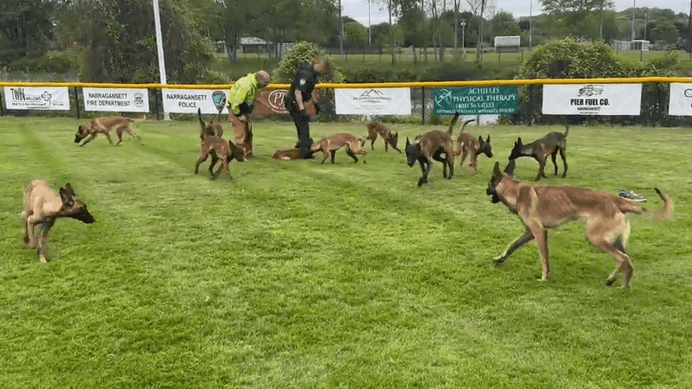At least 14 dogs escape from car in Narragansett