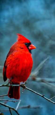 Cardinal-BRIGHT-Red