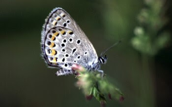 A tiny, silver-blue butterfly with bright oransge spots rests on the stem of a plant.